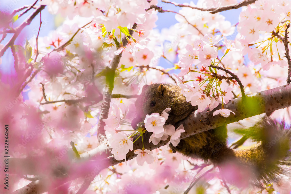 Squirrel and cherry blossoms. Located in Kamakura, Kanagawa Prefecture Japan. Squirrel and cherry blossoms. Located in Kamakura, Kanagawa Prefecture Japan.