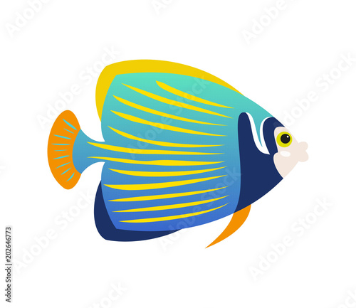 Tropical Emperor angelfish on white background.