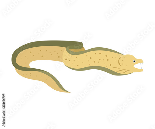 Moray eel on white background.