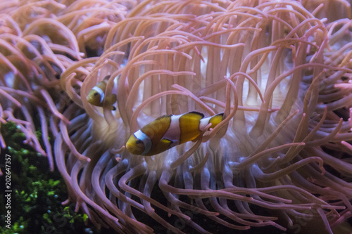 pesci pagliaccio in anemone 2