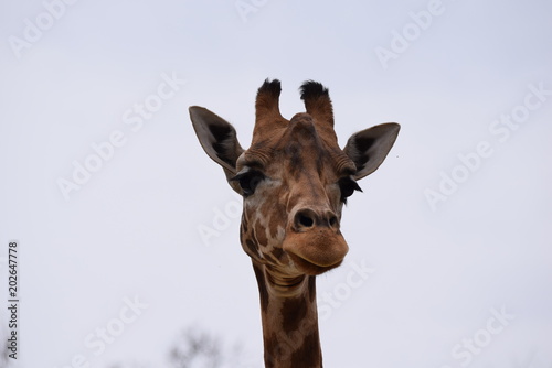 Girafe