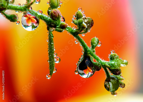 Flowers in water drops.