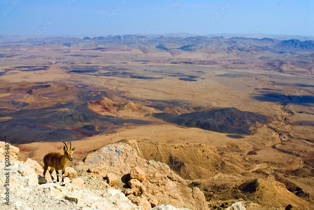 Naklejka premium Negev desert, mountain goat. Israel