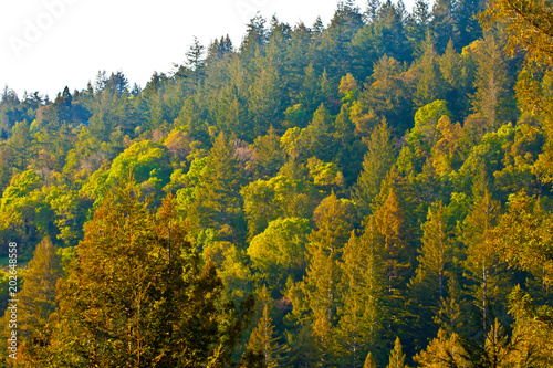 Redwood Forest Top of the mountain