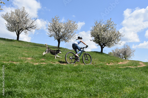 Young woman rides a bike on a country road, her Husky dog runs alongside. 