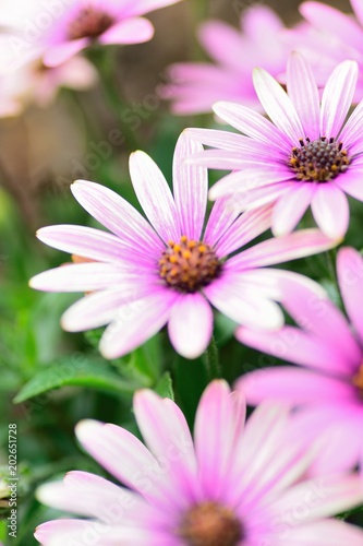 Macro texture of colorful spring Daisy flowers with blurred background in garden