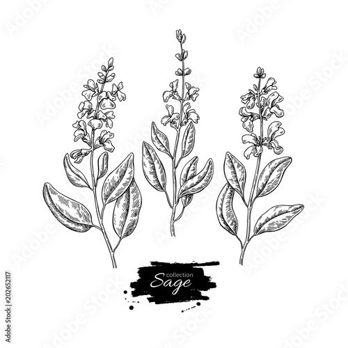 Sage vector drawing set. Isolated plant with flower and leaves. 