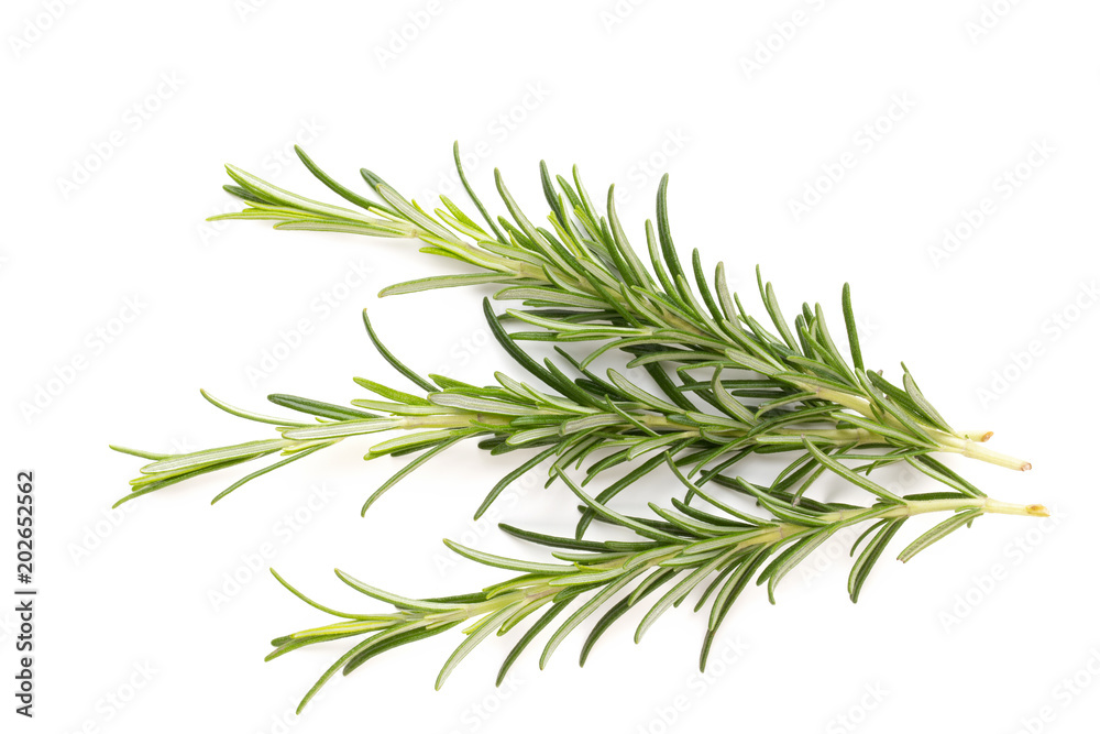 Rosemary spice on the white background. Rosemary spice on the white background.
