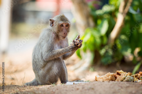Wild monkey in the tropical zone country eating a food. © DG PhotoStock