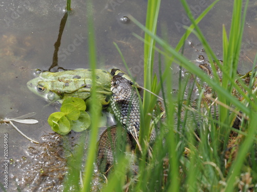 Ringelnatter frisst Frosch - Grass snake eats frog photo