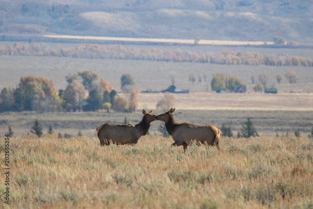 Two elk sniffling at each other in a meadow in Grand Teton National Park, Wyoming. The picture was taken during the golden hour of a beautiful autumn day. 