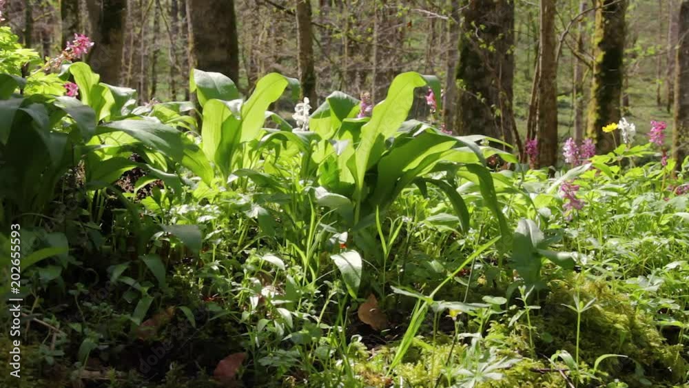 sunny green vegetation in a forest at spring time sunny green vegetation in a forest at spring time
