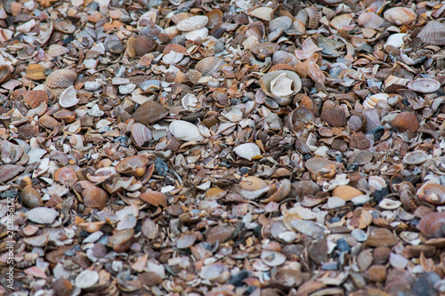 Mixed Sea Shells Path Road Background