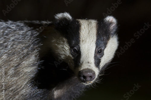 wild badger
