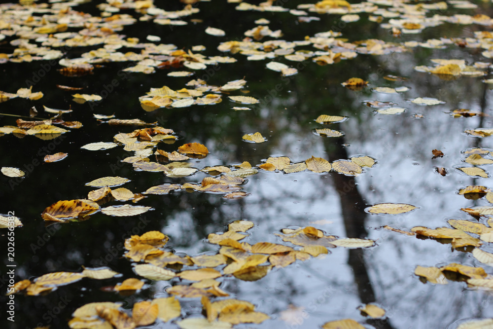 Leaves floating in autmn Leaves floating in autmn
