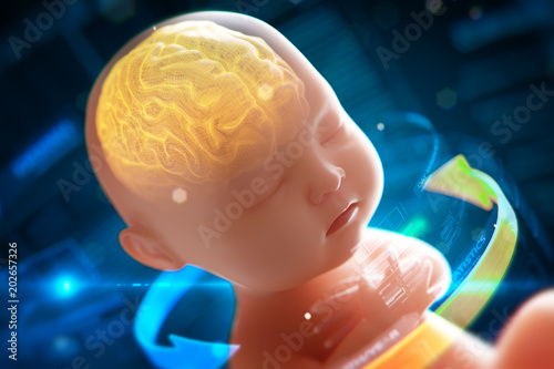 Babys brain and nervous system,3d rendering fetus with brain x-ray inside, 3d illustration. photo