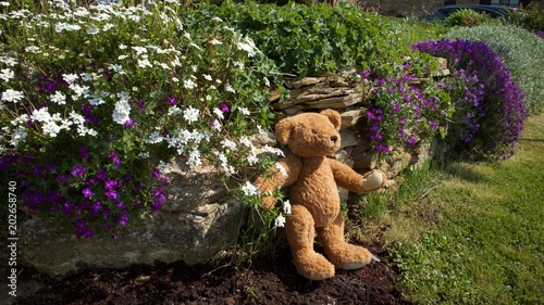 Photos Teddy Collection