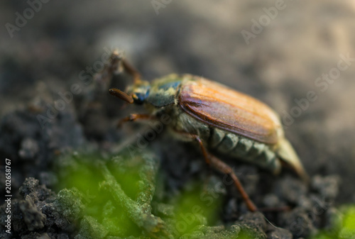 Chafer bug in the spring garden © konoplizkaya