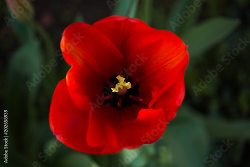 Red tulip flower