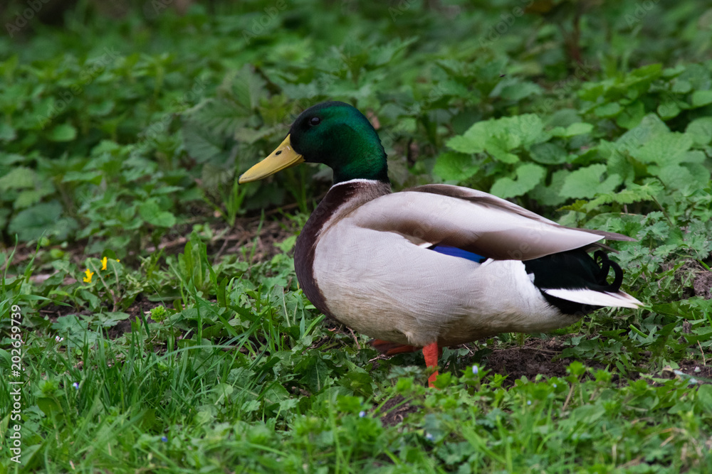 Brown Duck in Grass Forest Plants Spring Bird Brown Duck in Grass Forest Plants Spring Bird