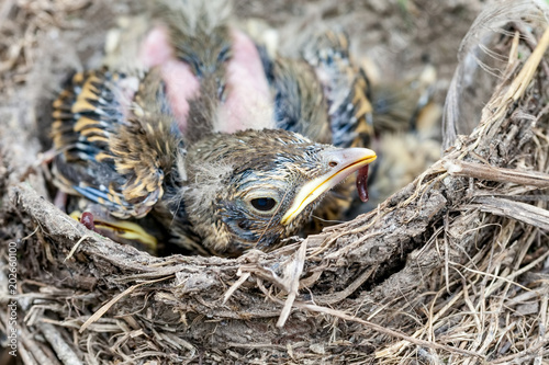Llife nest with chicks in the wild