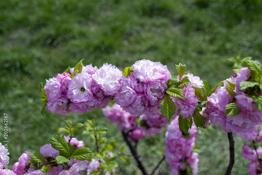 A pink bunches of a blooming sakura tree against a green grass background. Macro shot. A pink bunches of a blooming sakura tree against a green grass background. Macro shot.