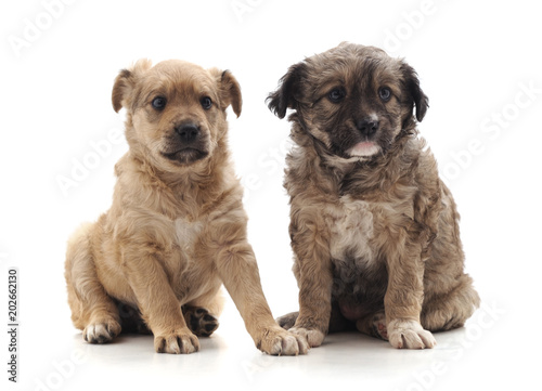 Fototapeta Naklejka Na Ścianę i Meble -  Two small dogs.