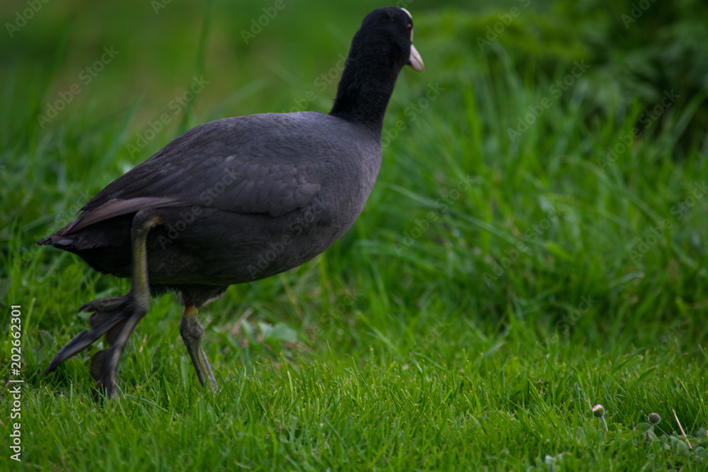Black Coot Duck Walking By The Water Searching For Food In The Grass Black Coot Duck Walking By The Water Searching For Food In The Grass