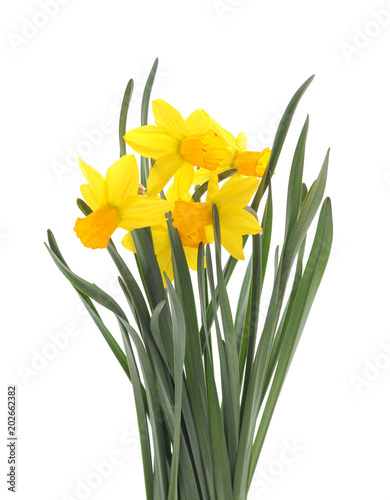 Fototapeta Naklejka Na Ścianę i Meble -  Bouquet of yellow daffodils.