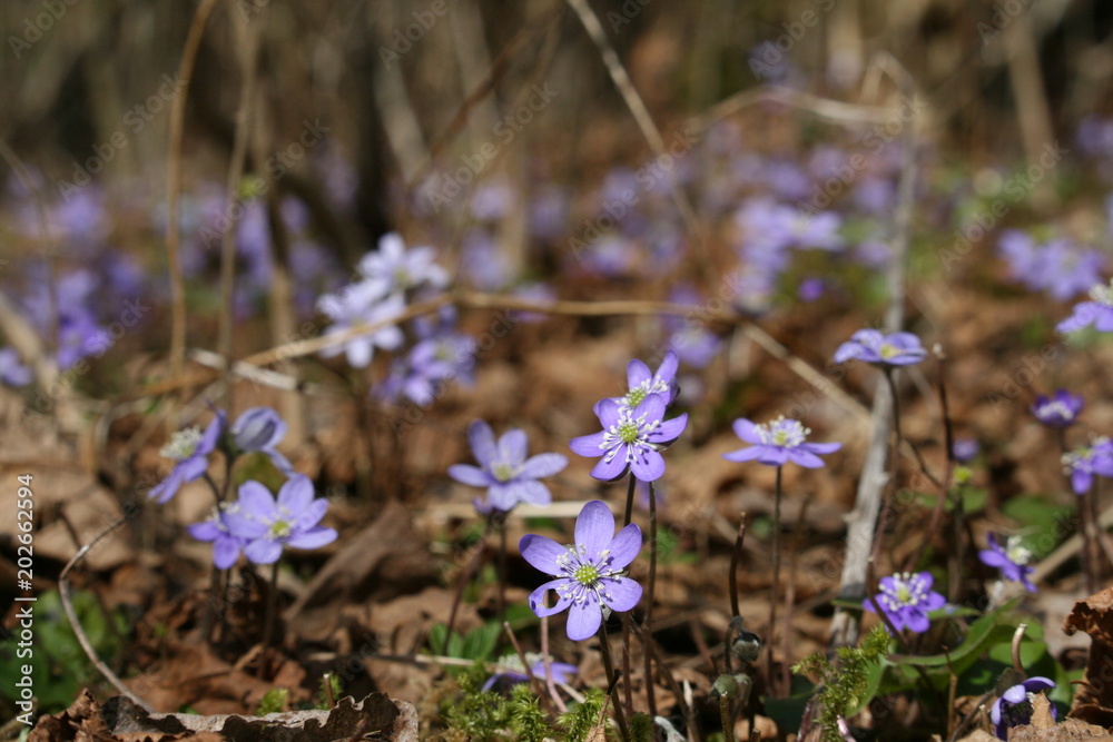 Leberblümchen 5