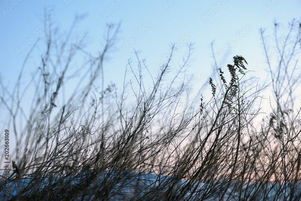 Obraz premium Winter Weeds and Blurred Movement Blue Sky