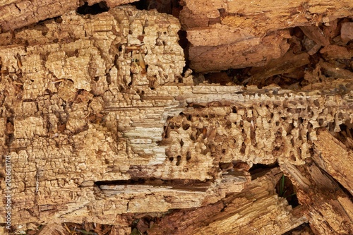 Rotten wood in forest