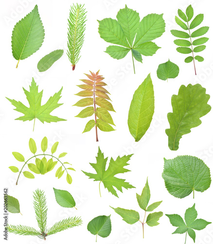 Leaf collection
