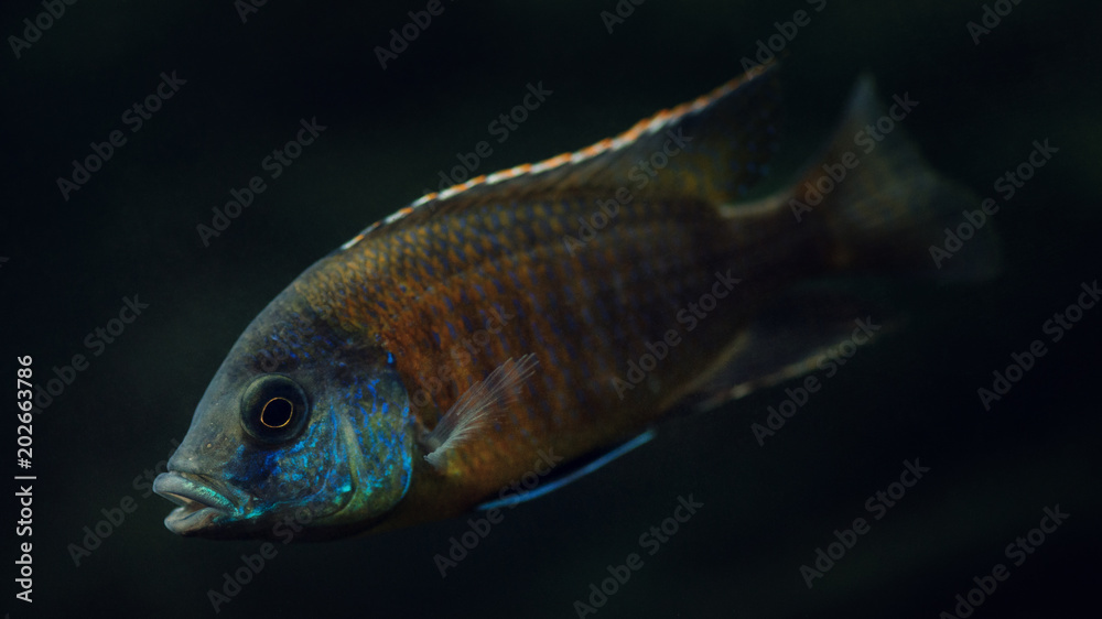 Fish in the aquarium. Colorful fish on dark background Fish in the aquarium. Colorful fish on dark background