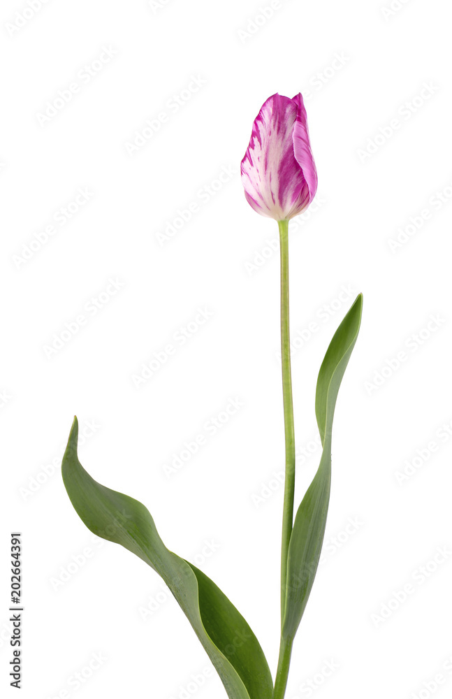 Pink tulip flower, isolated on white background