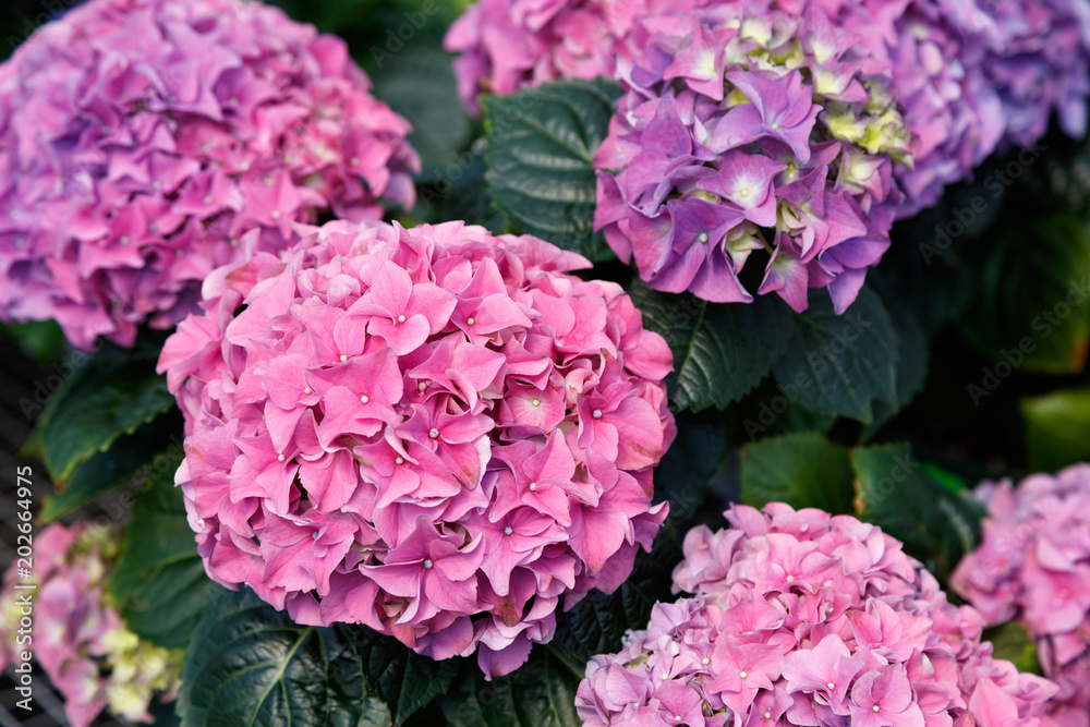 colorful Hydrangea flowers colorful Hydrangea flowers