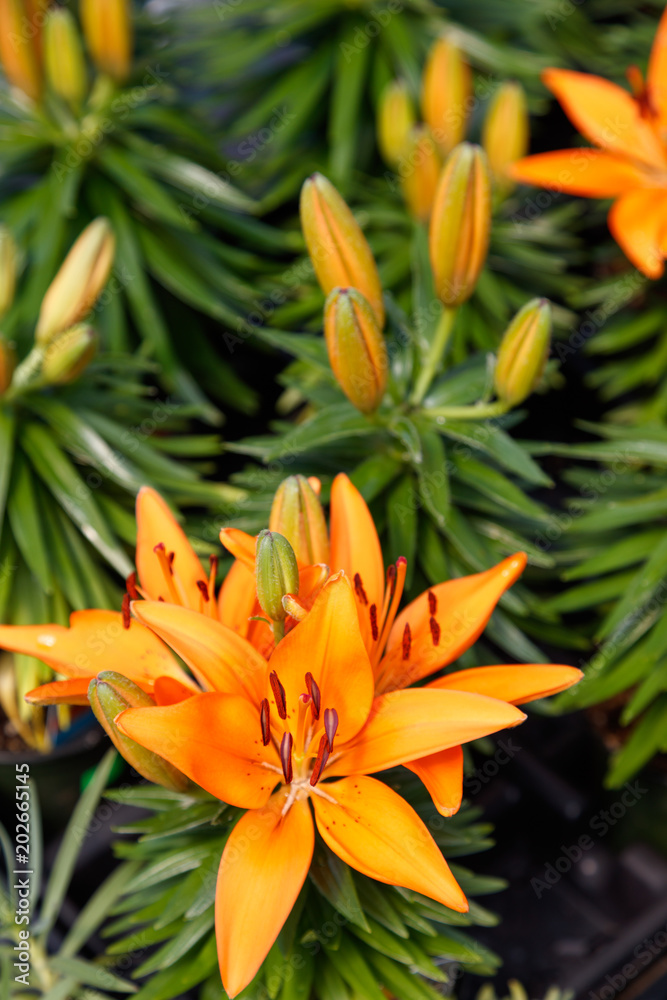 hybrid lily flowers hybrid lily flowers