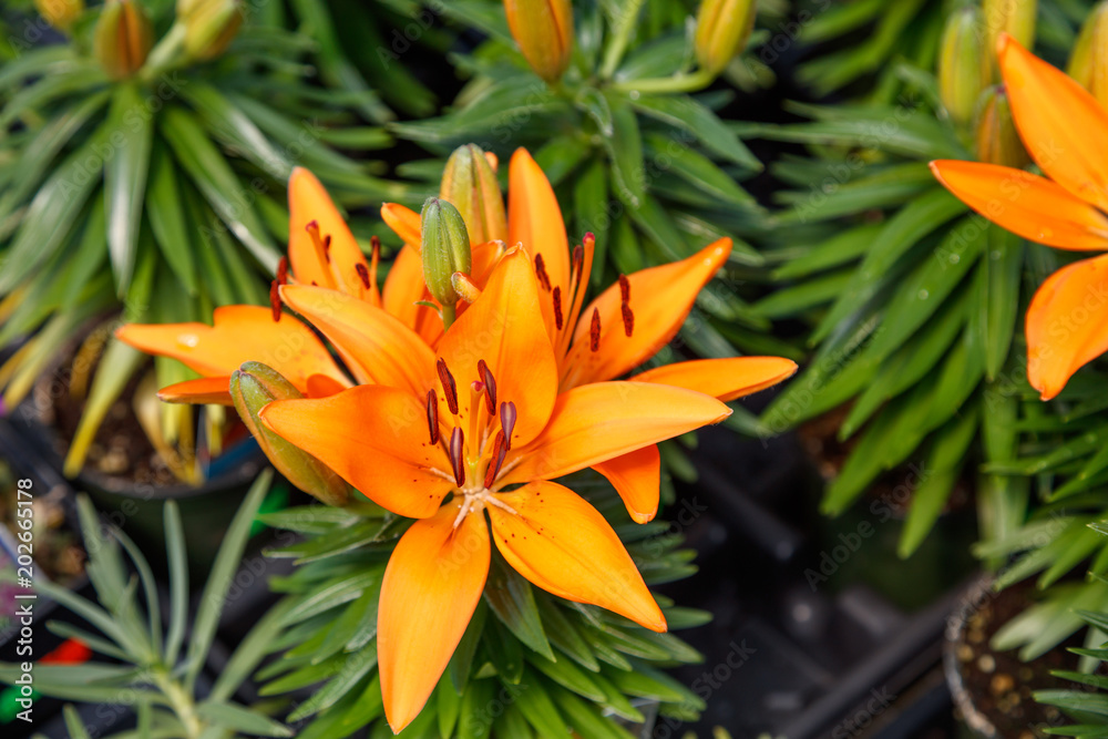 hybrid lily flowers