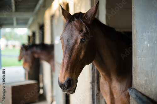 Brown horse in the stable © WavebreakmediaMicro