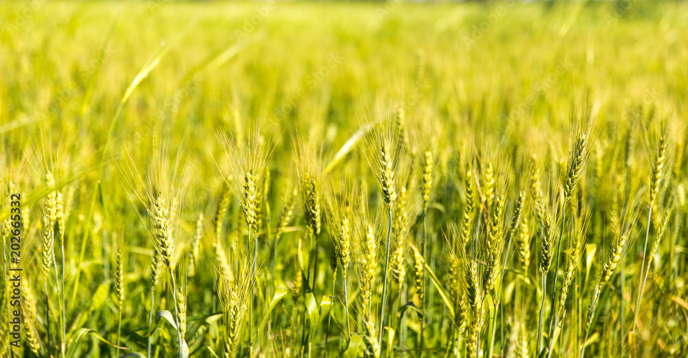 Wheat spikelets field zoom in.
