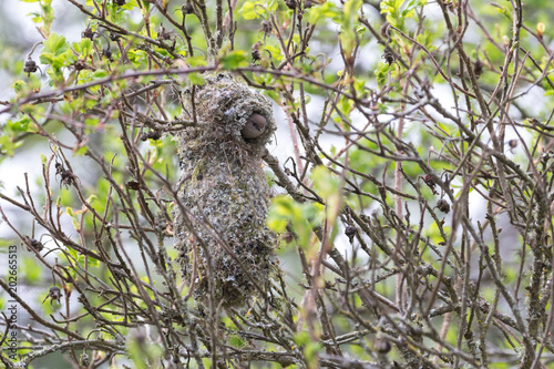 American bushtit Bird nest photo