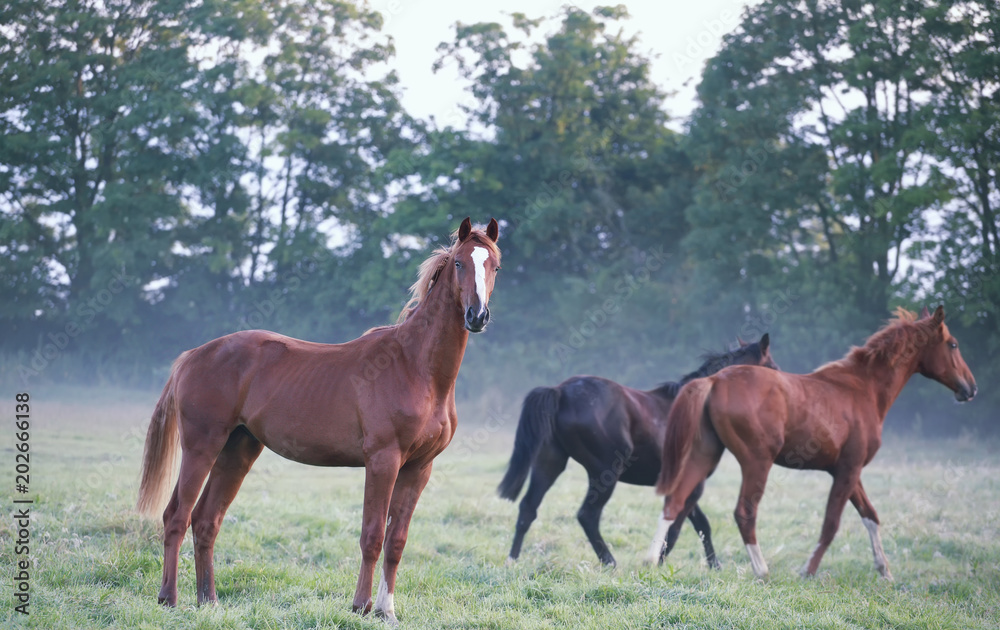 horses on foggy pasture in morning horses on foggy pasture in morning
