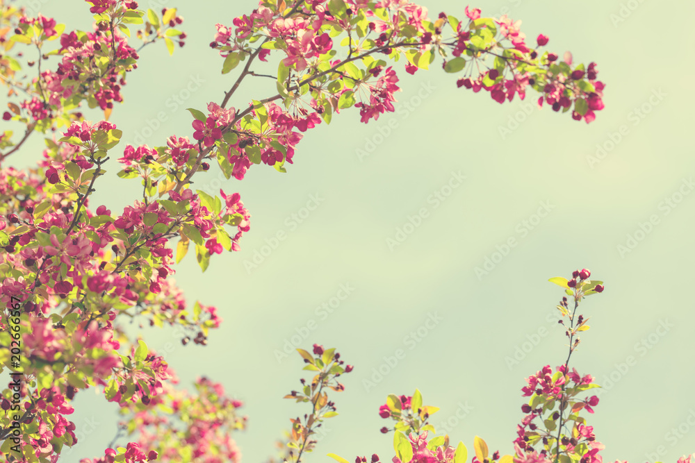 Spring blossom tree flowers against sunny sky