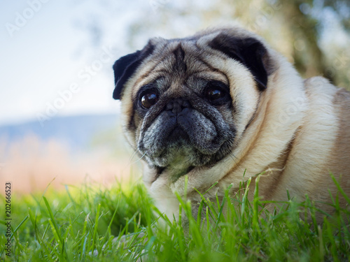 Pug dog crouched on a green lawn.