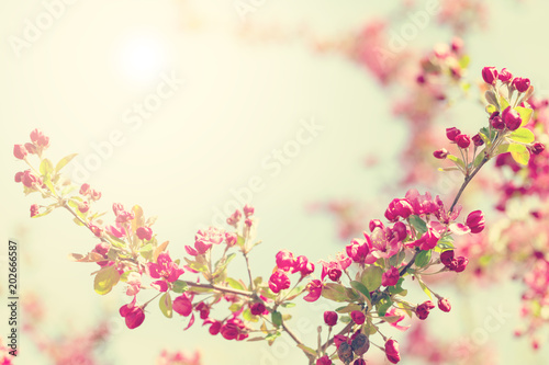 Spring blossom tree flowers against sunny sky © Mariusz Blach