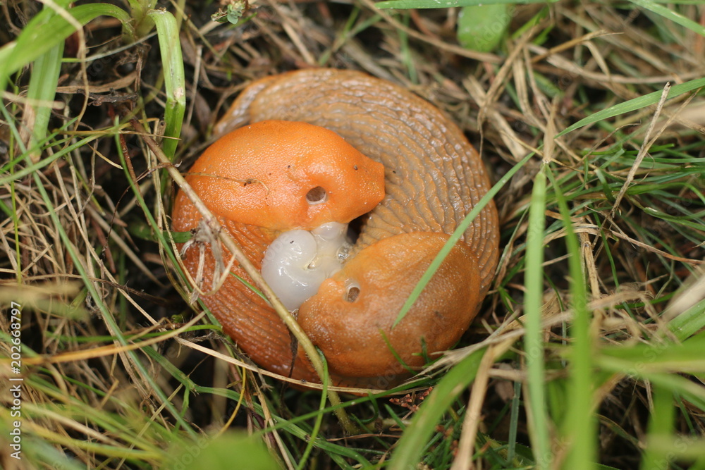 Ślimak Ślimak