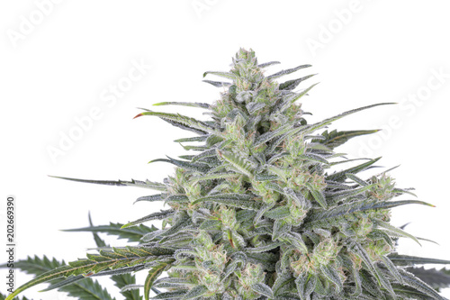 A cannabis indica flower in full flowering process