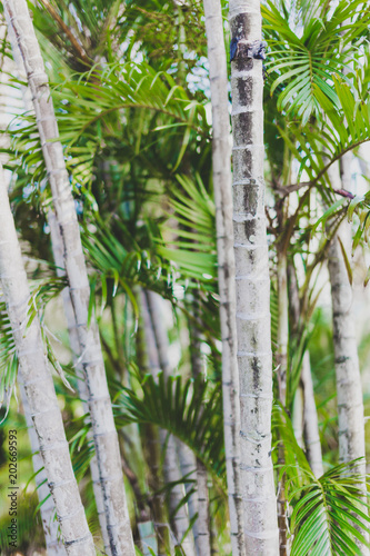 exotic subtropical palm trees detail