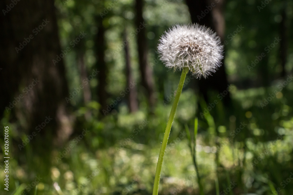 dandelion in the forest