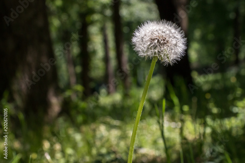 dandelion in the forest